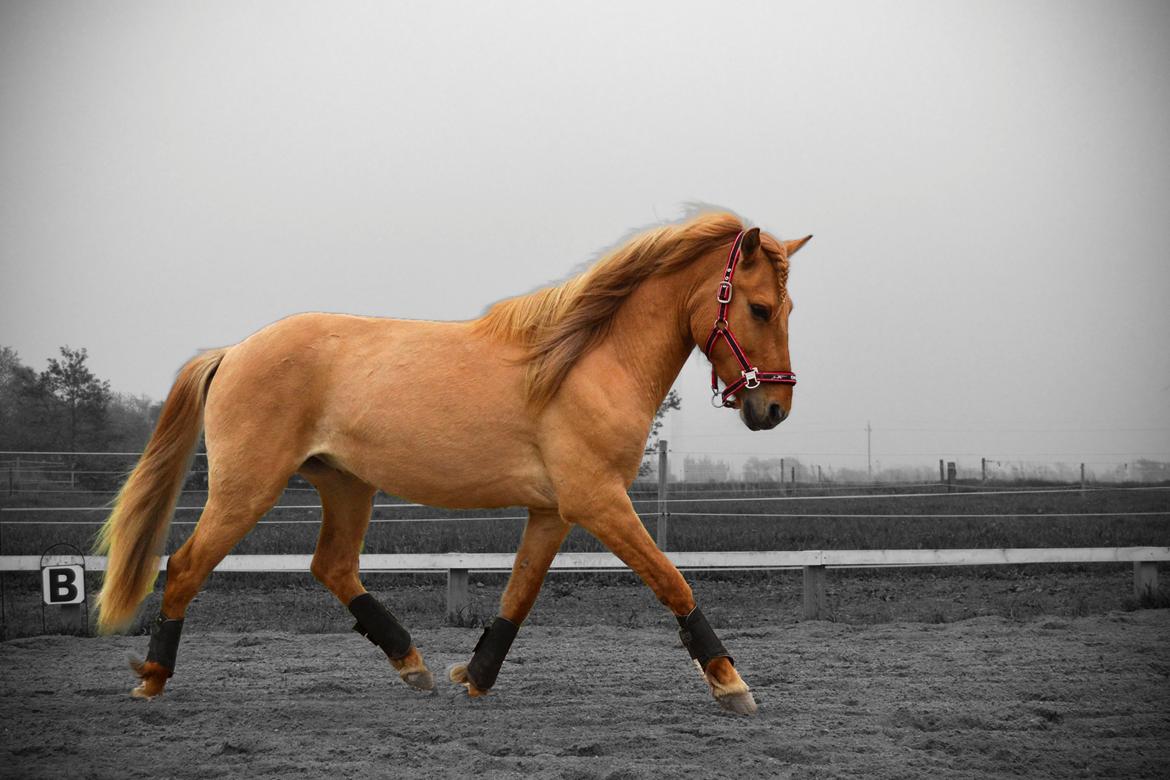 Anden særlig race Baby aka. Tino Von Rebel - 19. maj, 2013 - Babyen under træning af kommandoer i fridressuren! :) Det blev til en rigtig god træning, hvor vi bege morede, med mulighed til spas og ballade. billede 23