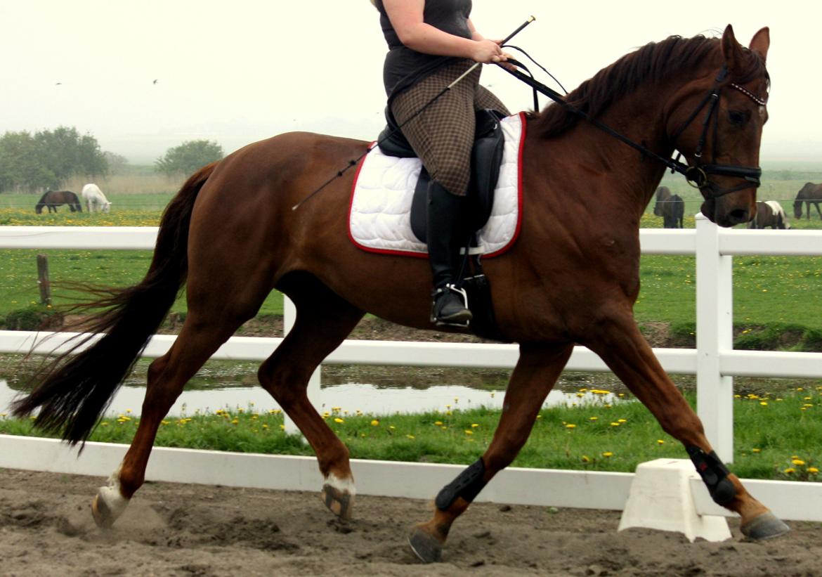 Hannoveraner Bredmose's bellami - Middeltrav<3 billede 8