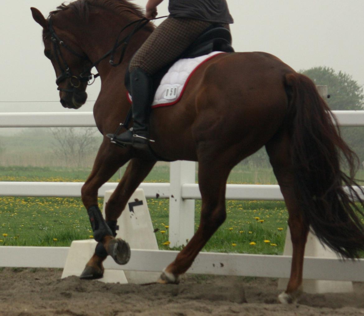 Hannoveraner Bredmose's bellami billede 11