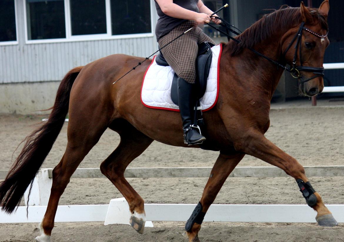 Hannoveraner Bredmose's bellami billede 18