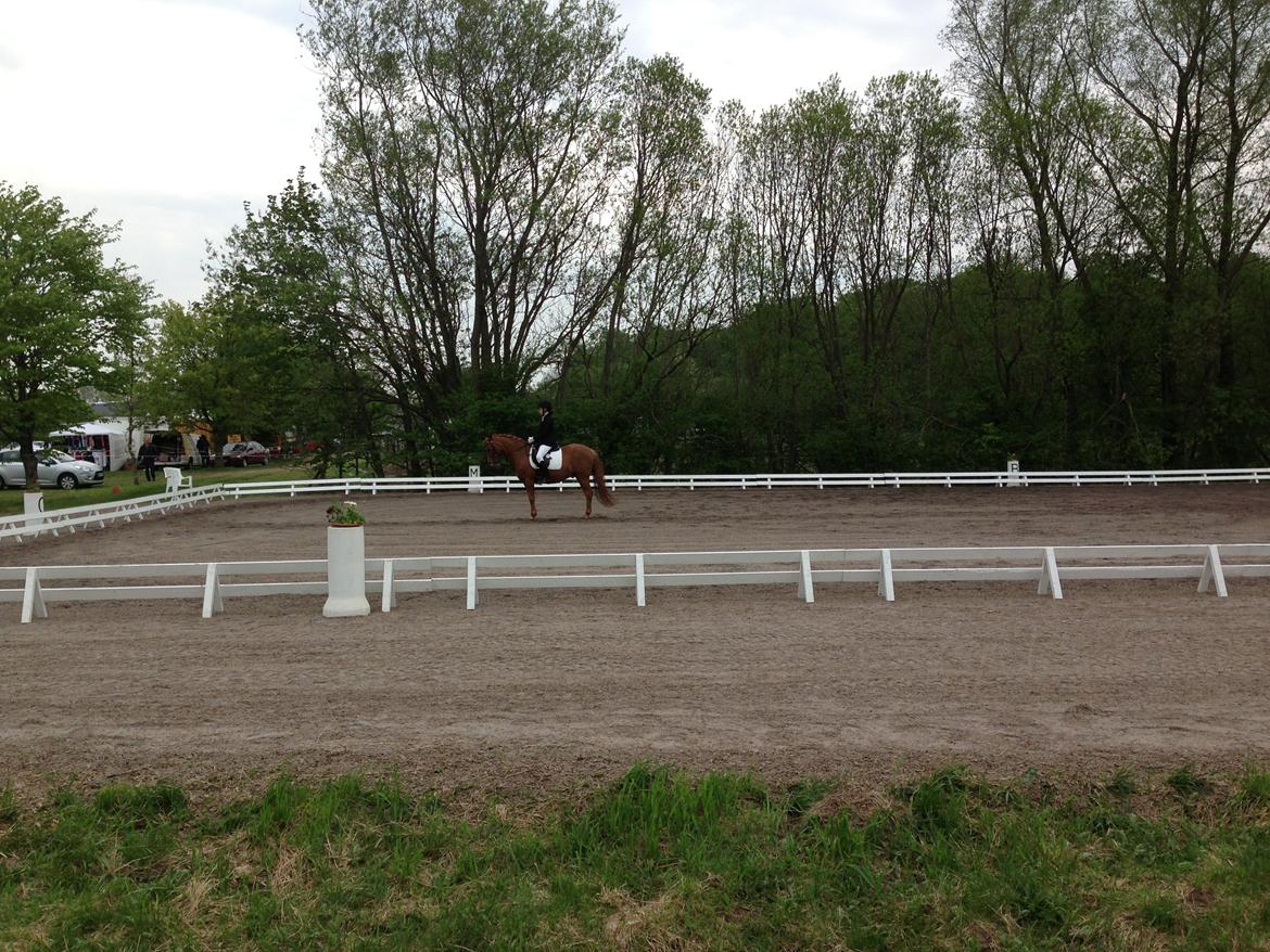 Welsh Pony af Cob-type (sec C) Tjekita - SJM 2013, LB3 til 65,60%<3 billede 6