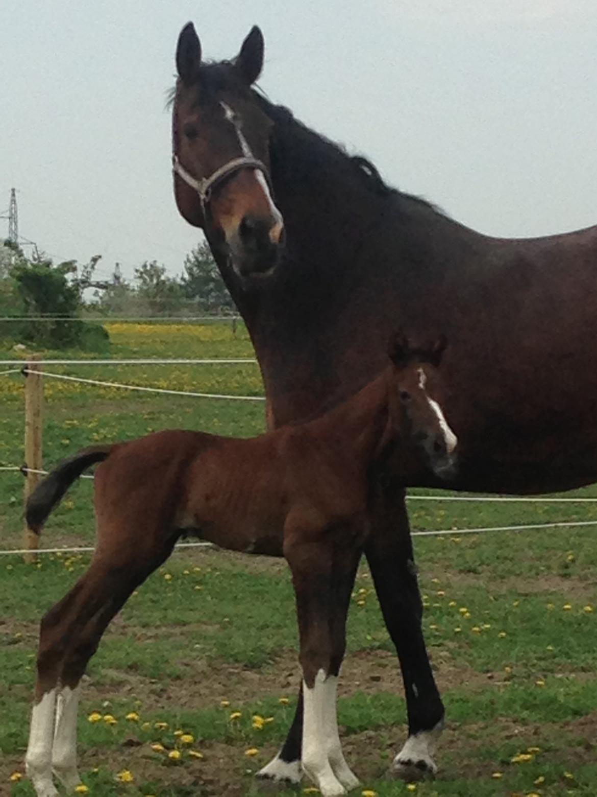 Dansk Varmblod Quality Sun AX  HINGST billede 13