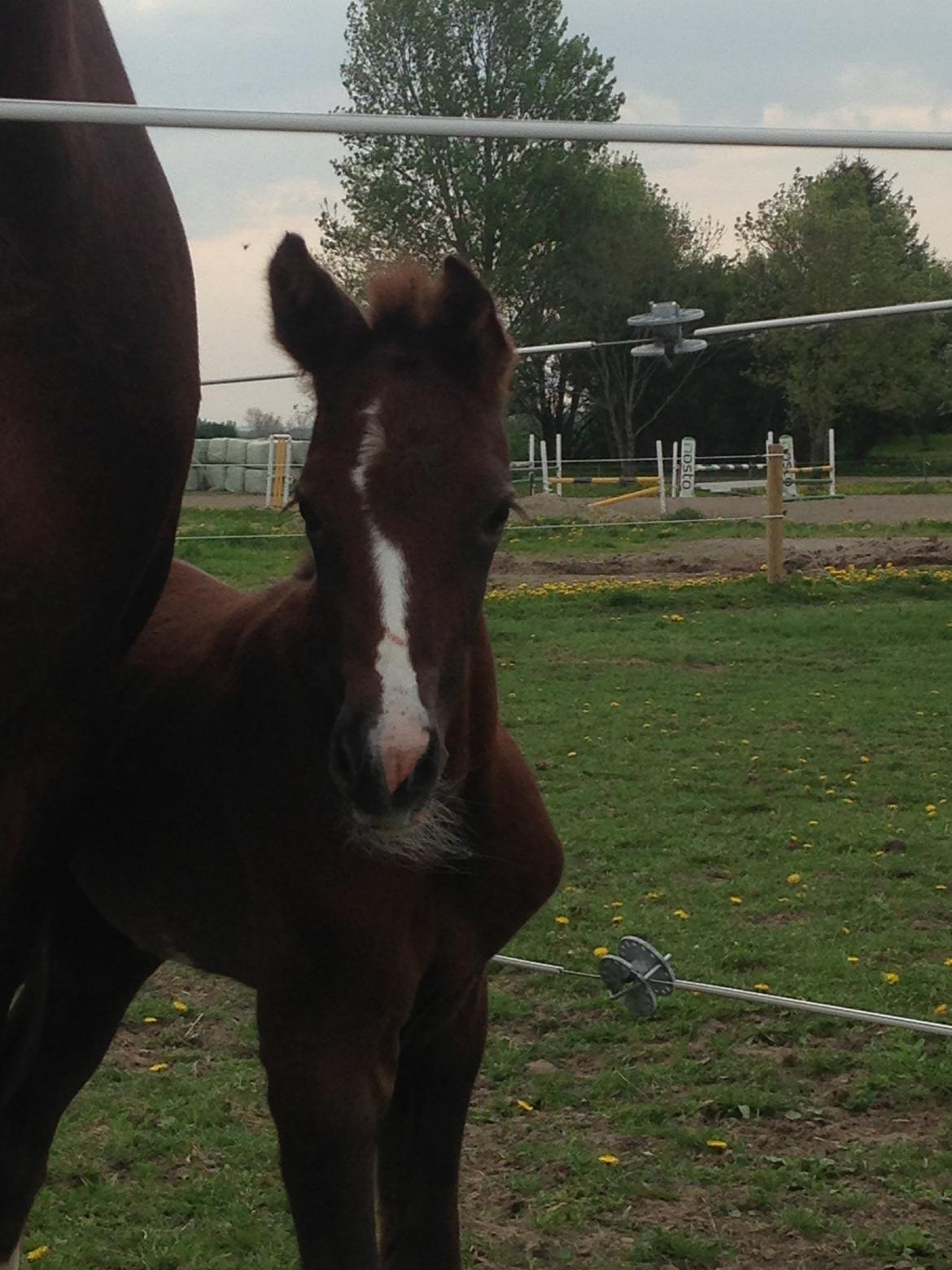 Dansk Varmblod Quality Sun AX  HINGST billede 16