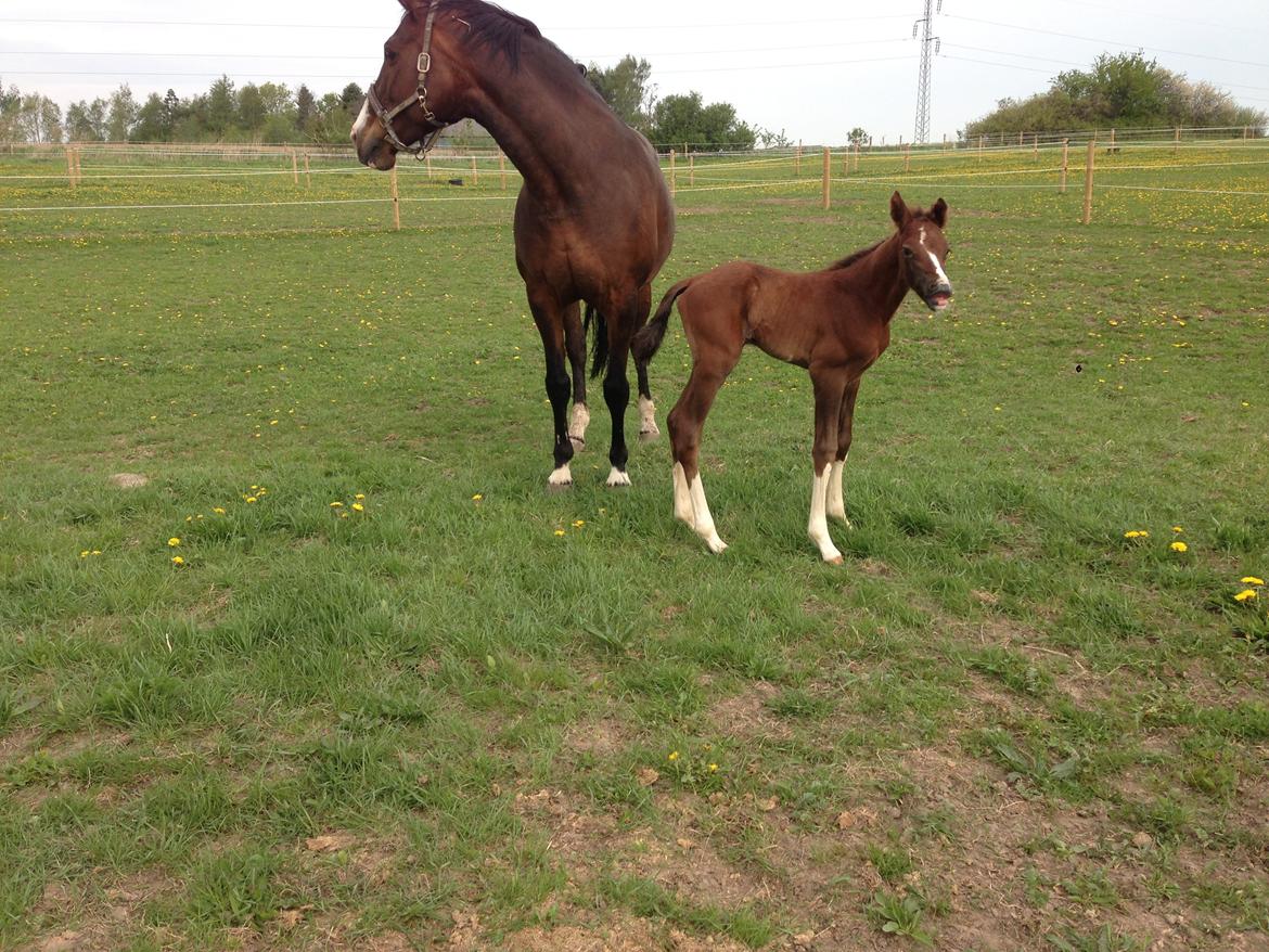 Dansk Varmblod Quality Sun AX  HINGST billede 18