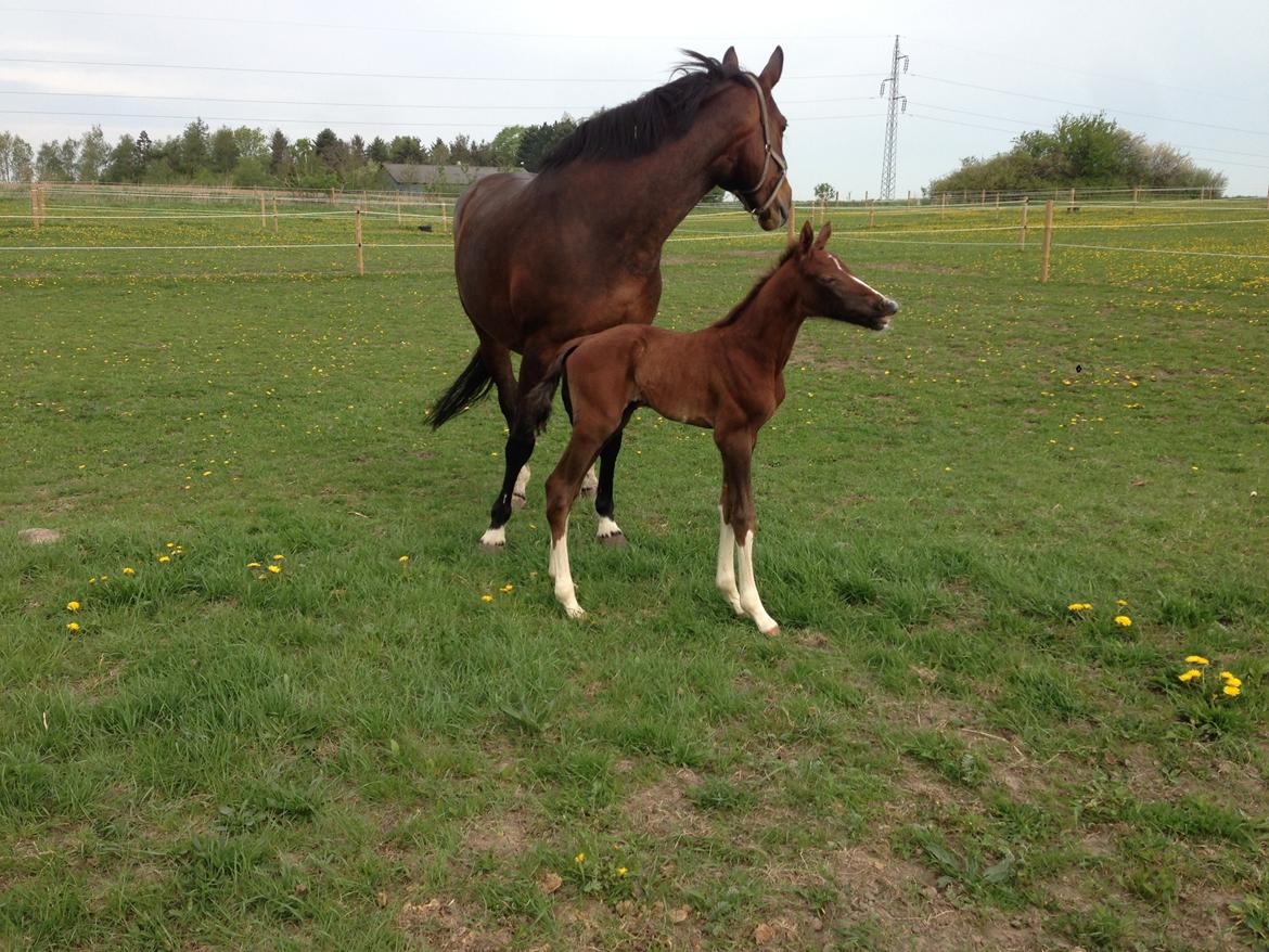 Dansk Varmblod Quality Sun AX  HINGST billede 20
