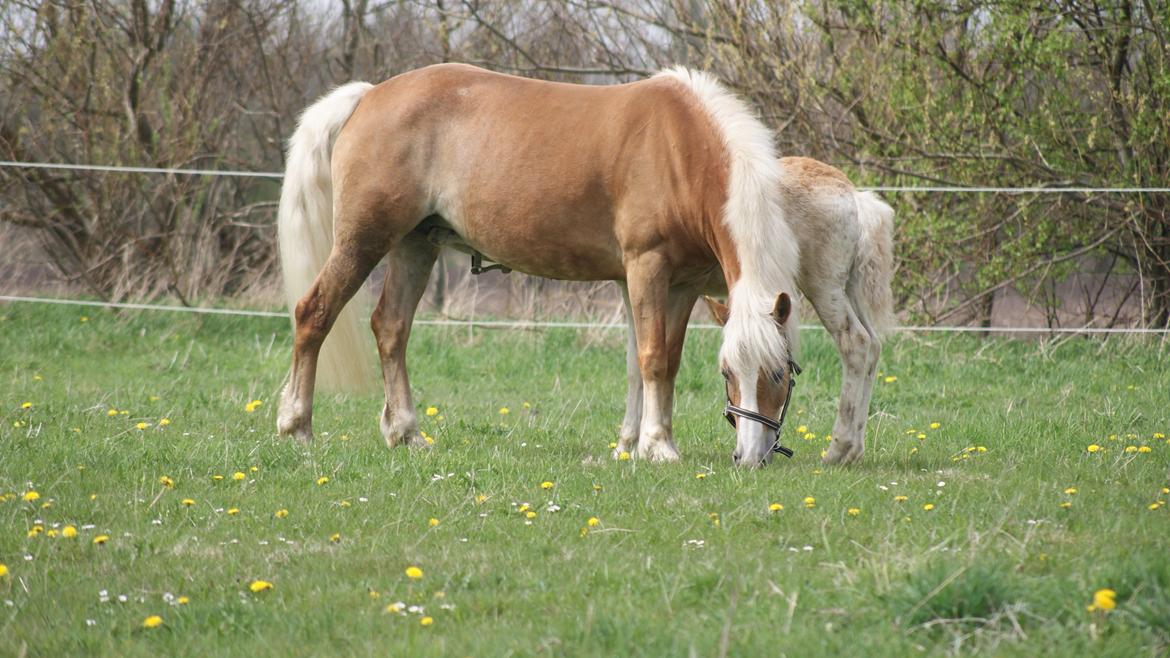 Haflinger Edda-Fiamona - Velkommen til Edda´s profil :) Lig gerne en kommentar :) billede 2