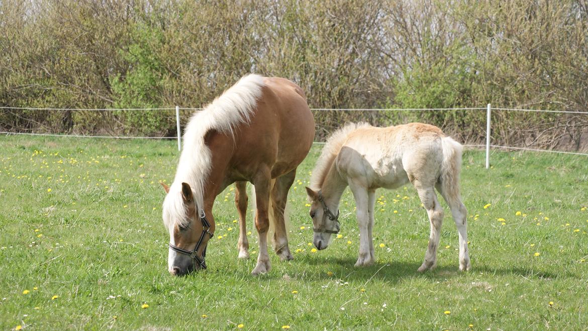 Haflinger Edda-Fiamona - Edda & Bugatti billede 3