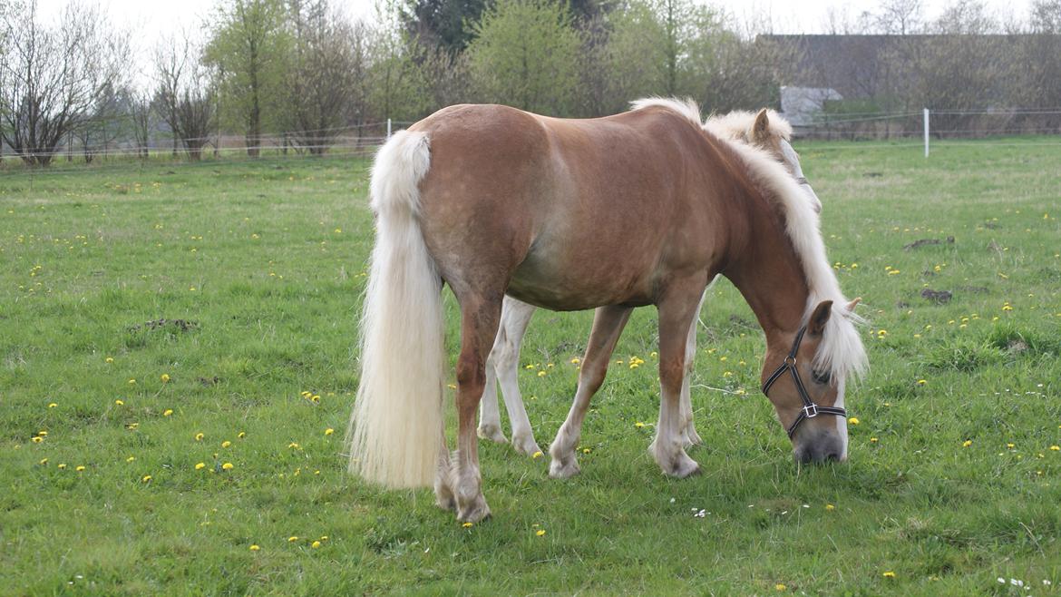 Haflinger Edda-Fiamona billede 4