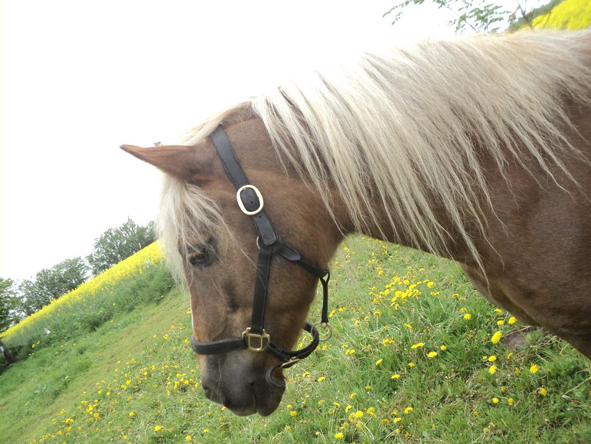 Haflinger Isabel billede 20