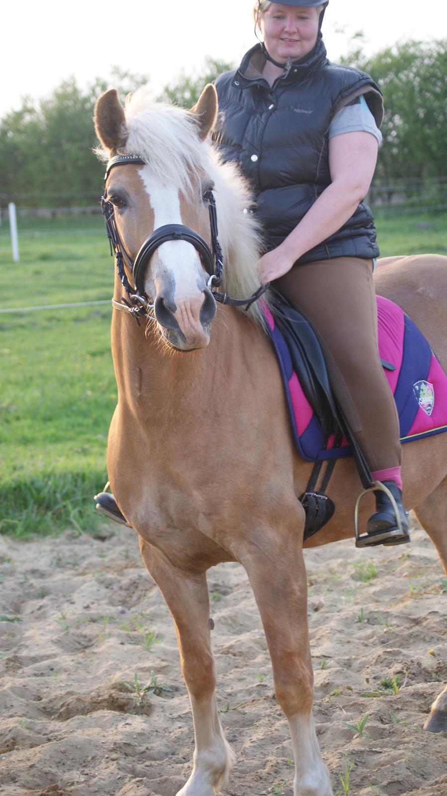 Haflinger Edda-Fiamona - 2. gang jeg sidder på hende billede 5