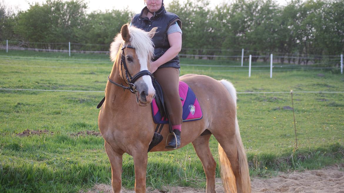 Haflinger Edda-Fiamona billede 6