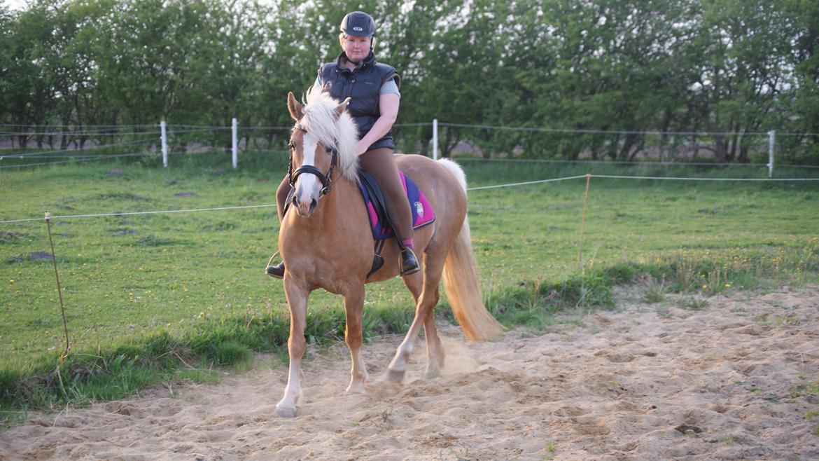 Haflinger Edda-Fiamona - 2. gang jeg rider på hende billede 7