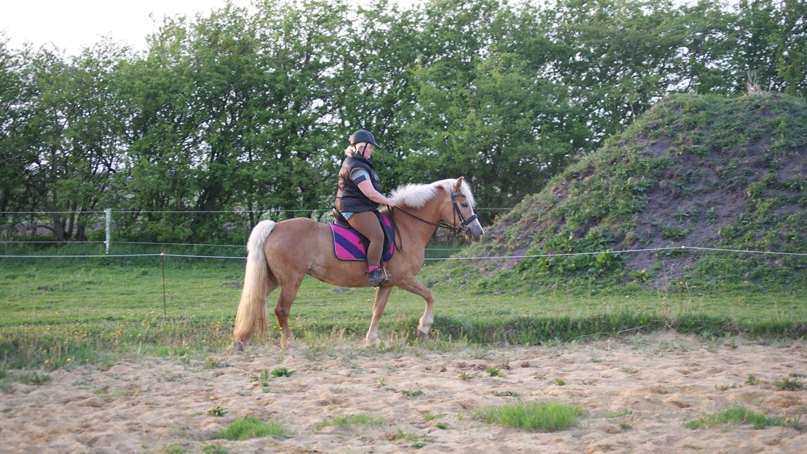 Haflinger Edda-Fiamona billede 8