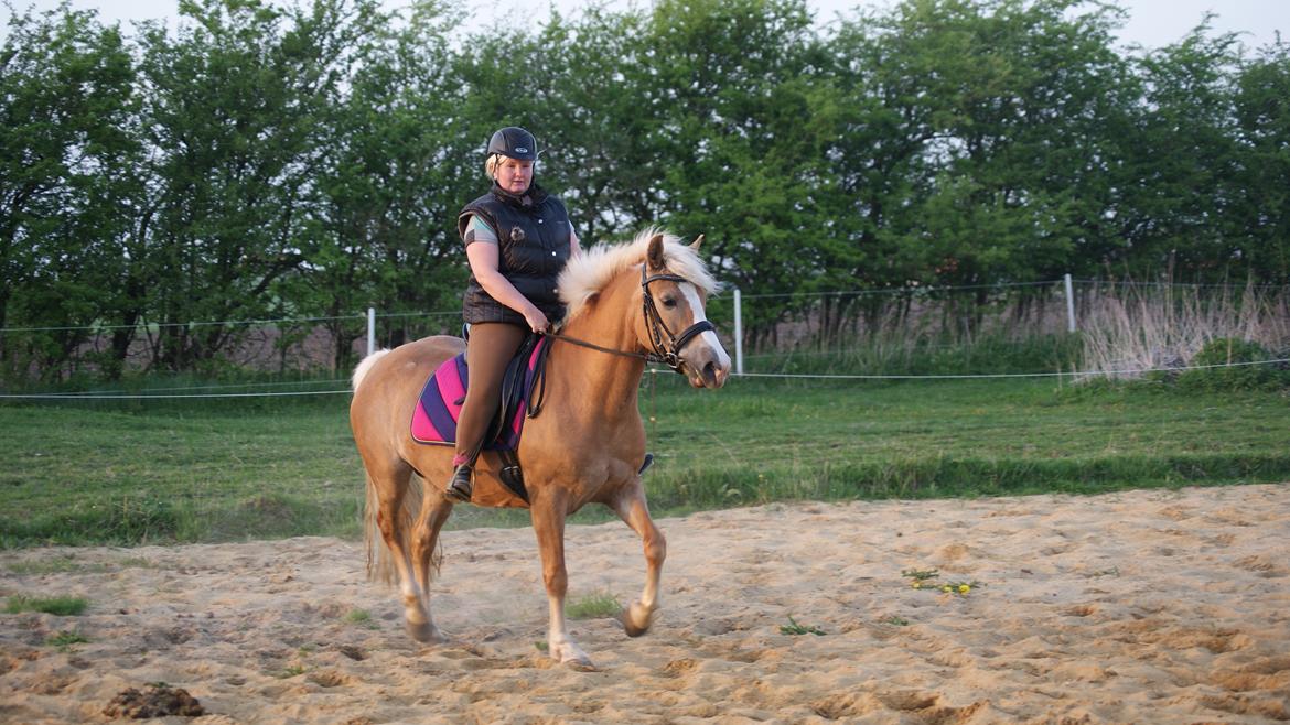 Haflinger Edda-Fiamona billede 9