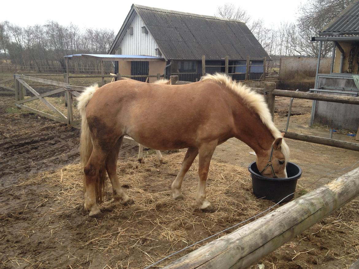 Haflinger Edda-Fiamona - Første gang jeg så Edda billede 11