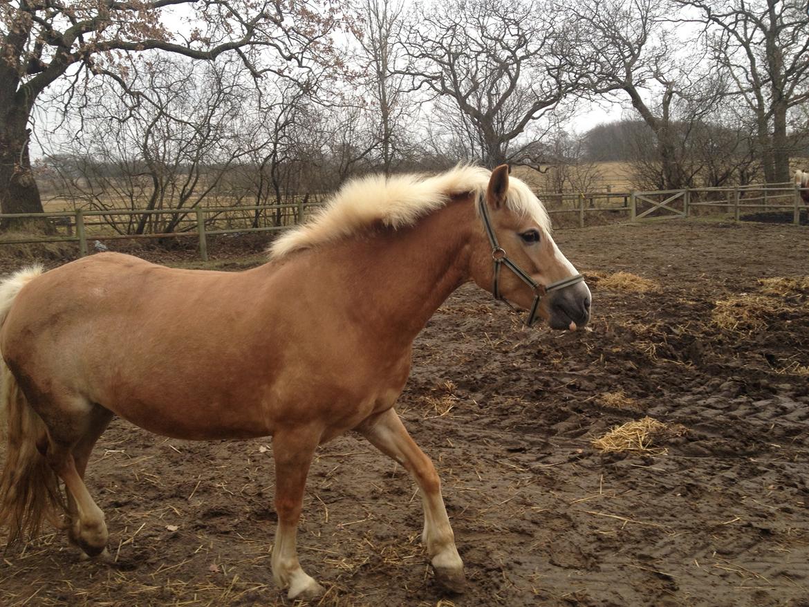 Haflinger Edda-Fiamona - Første gang jeg så Edda billede 12