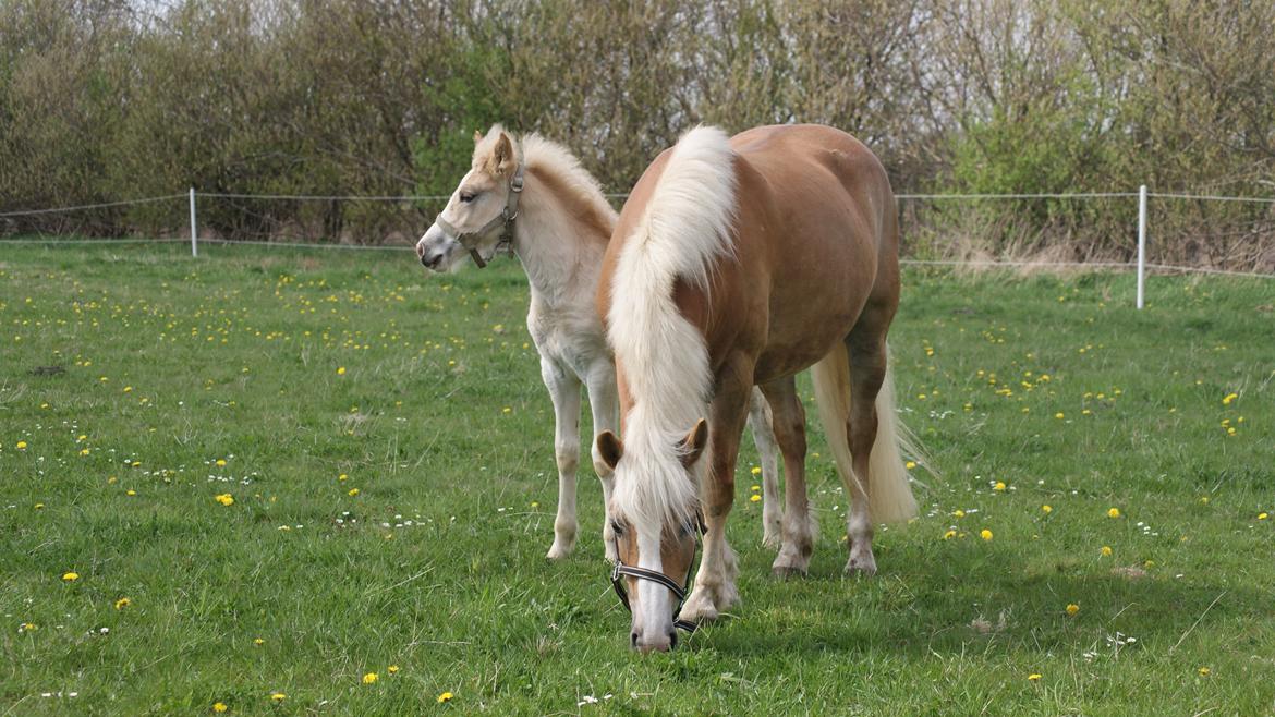 Haflinger Edda-Fiamona billede 13