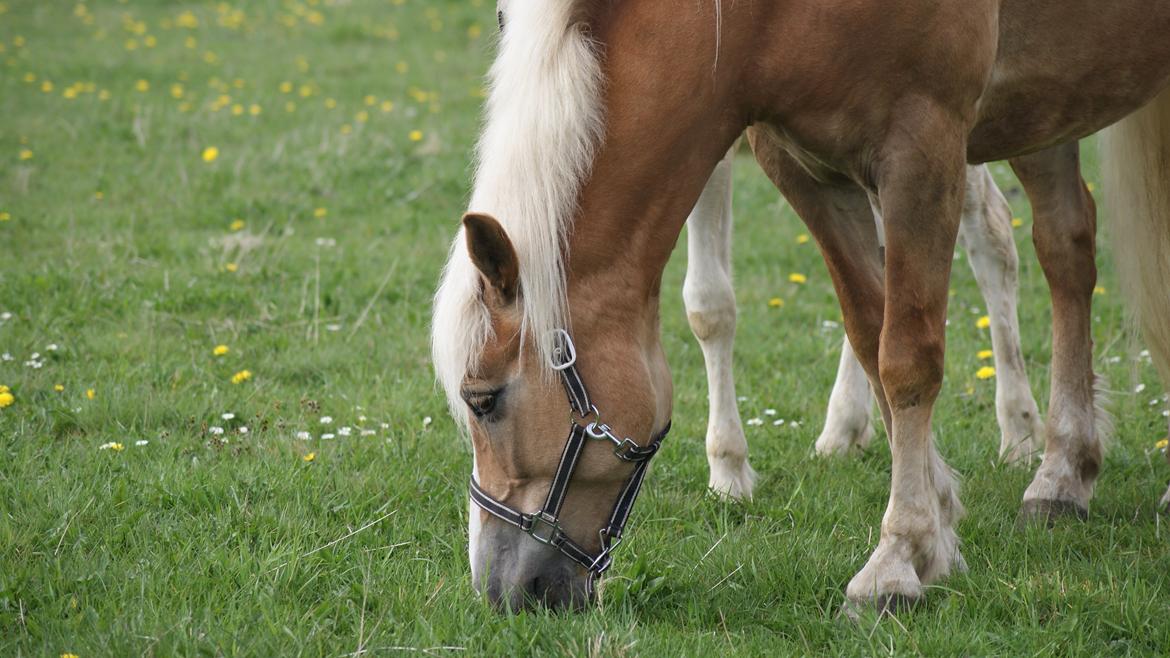 Haflinger Edda-Fiamona billede 14