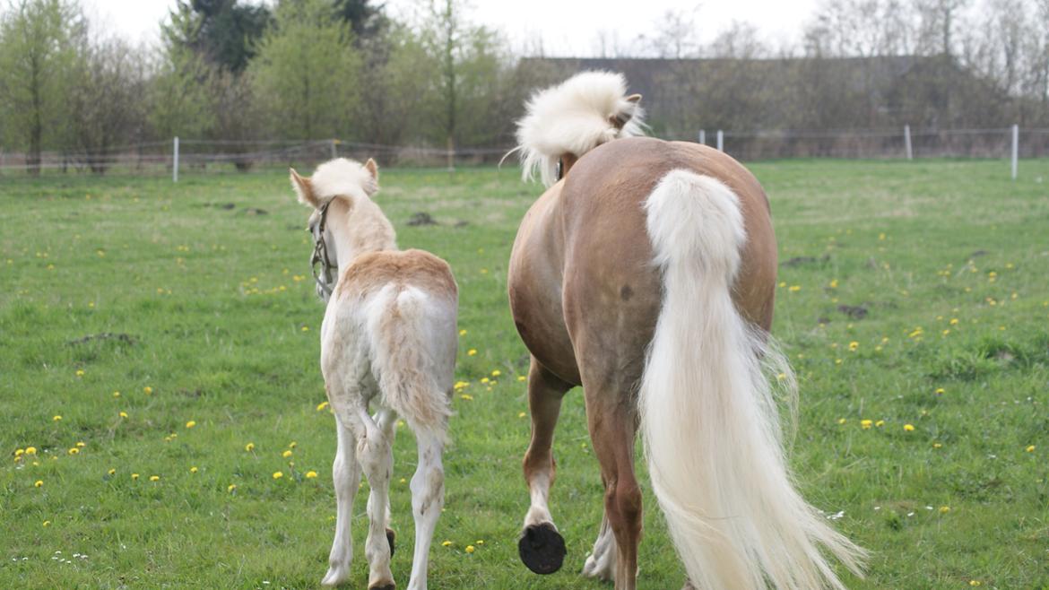 Haflinger Edda-Fiamona - Tak fordi du kiggede forbi ;) billede 19