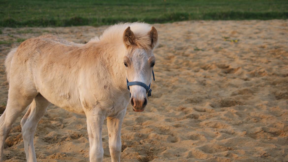 Haflinger Bugatti af Åtte Bjerge - Velkommen til Bugatti´s profil, lig gerne en kommentar ;) billede 1