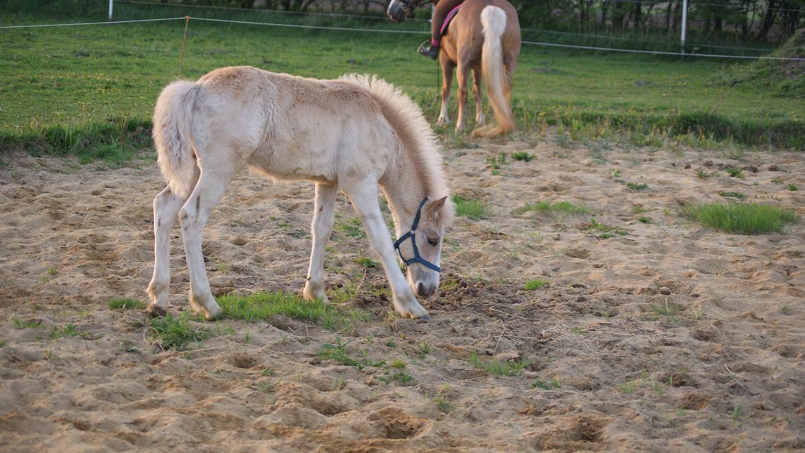 Haflinger Bugatti af Åtte Bjerge - Med mor ude og ride billede 3