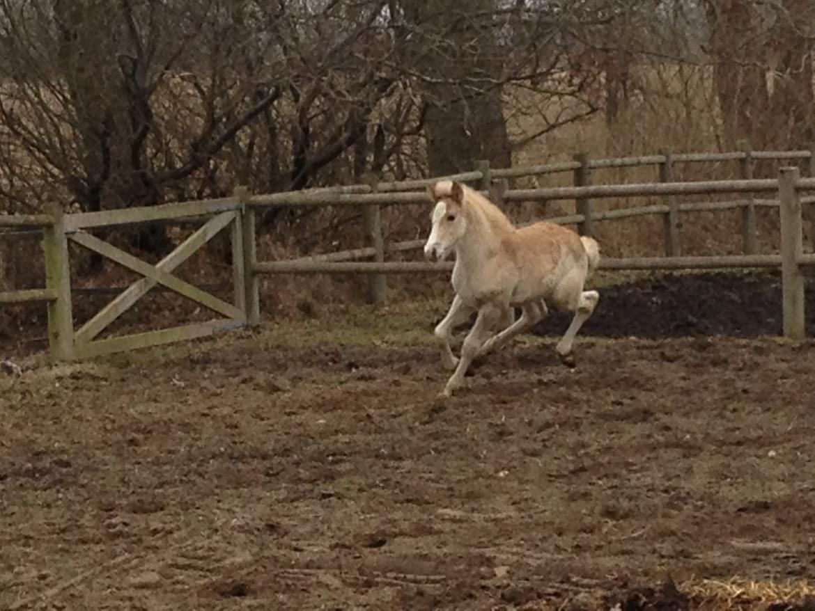Haflinger Bugatti af Åtte Bjerge - Anden gang jeg så ham billede 4