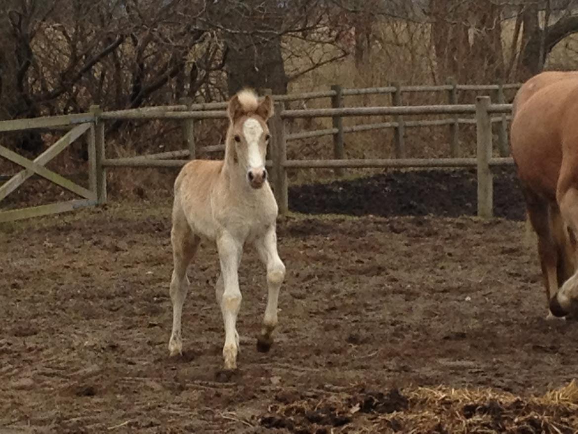 Haflinger Bugatti af Åtte Bjerge billede 5