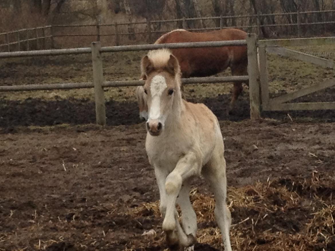 Haflinger Bugatti af Åtte Bjerge - Anden gang jeg så ham billede 6