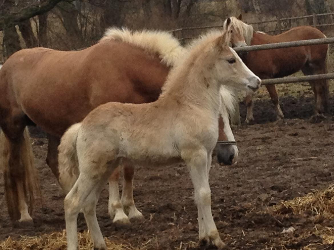 Haflinger Bugatti af Åtte Bjerge billede 7