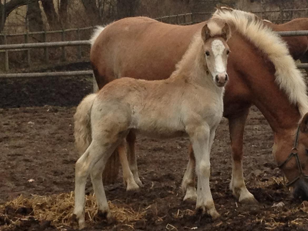 Haflinger Bugatti af Åtte Bjerge - Flotte fyr ;) billede 8