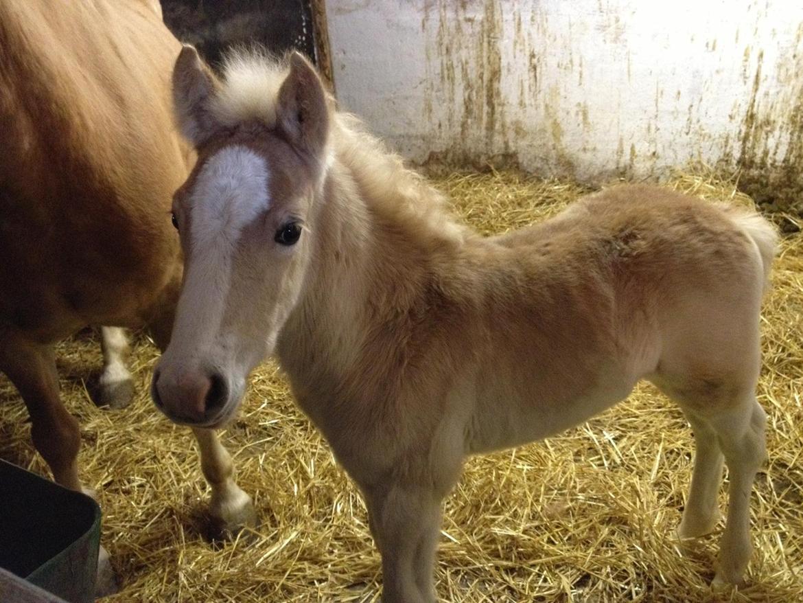 Haflinger Bugatti af Åtte Bjerge - Første gang jeg så ham :) billede 9