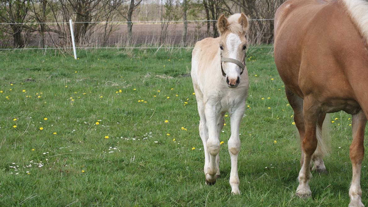 Haflinger Bugatti af Åtte Bjerge billede 10
