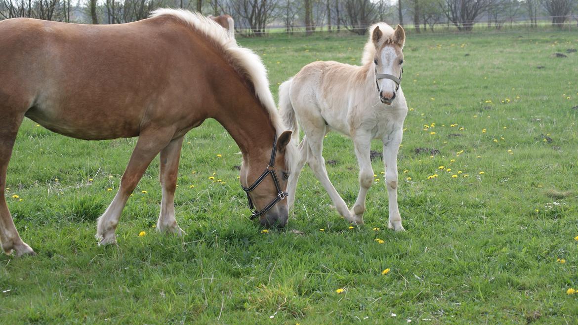 Haflinger Bugatti af Åtte Bjerge billede 11