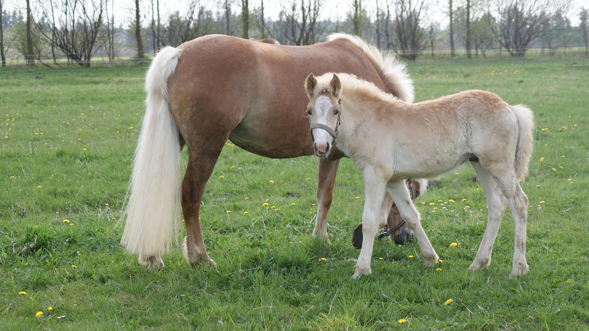 Haflinger Bugatti af Åtte Bjerge - Tak for kigget :D billede 12