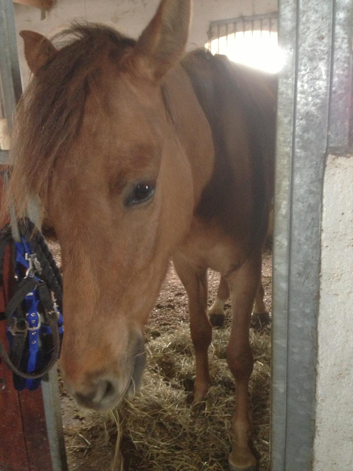 DSP Baily - Må jeg godt gå ud af boksen når lågen er åben? billede 8