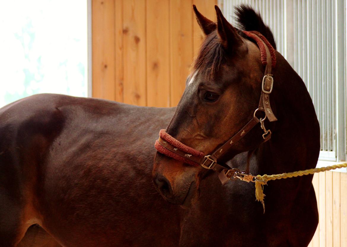 Dansk Varmblod Vesterhavegaard´s Deuchet Epona - Foto: Mig billede 5