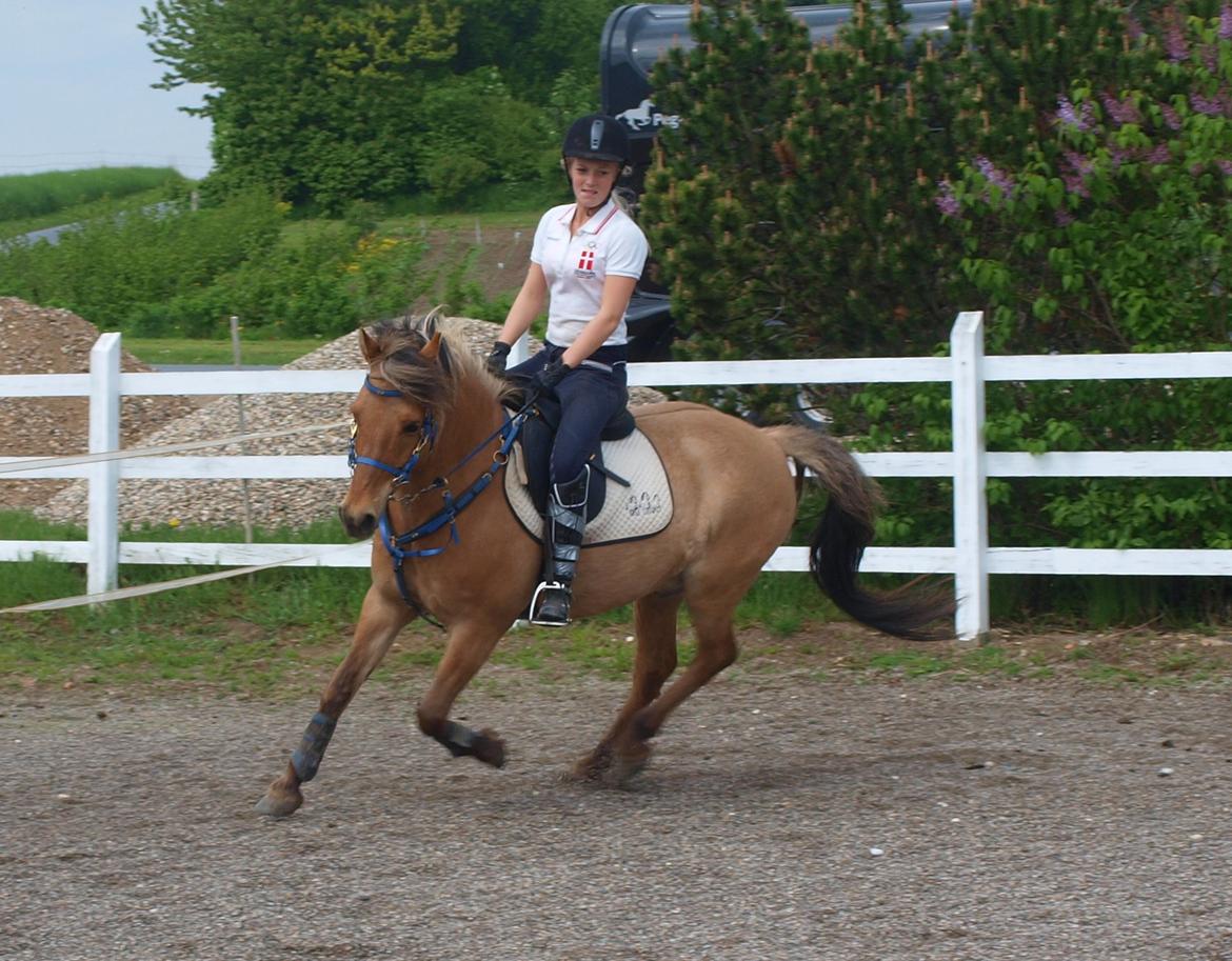 Anden særlig race Albert - Tykke pony 20 maj 2013 billede 17