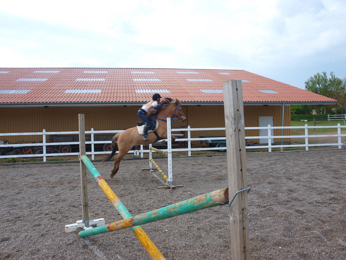 Anden særlig race Albert - Selvom han ikke er i form kan han stadig springe :) 20 maj 2013 billede 18