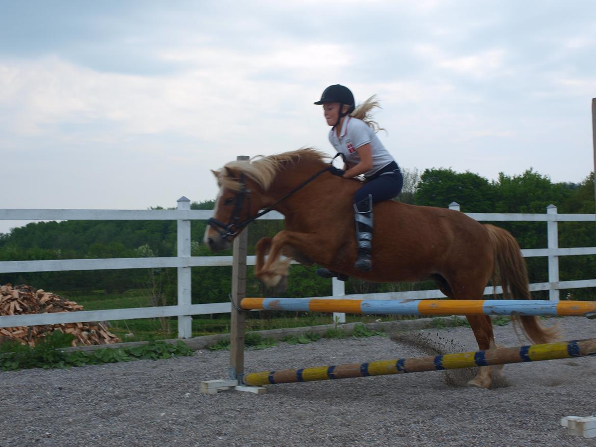 Anden særlig race Fie - 20 maj 2013 Uden sadel billede 18