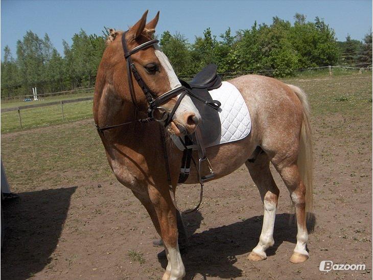 {{currentPhoto.altText}} billede {{currentPhoto.number}}