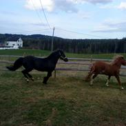 Welsh Cob (sec D) Storhaugs Rembrandt