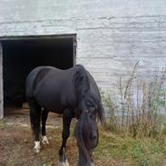 Welsh Cob (sec D) Storhaugs Rembrandt