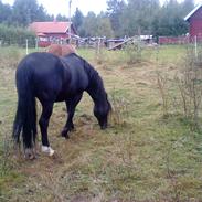 Welsh Cob (sec D) Storhaugs Rembrandt