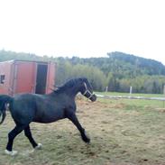 Welsh Cob (sec D) Storhaugs Rembrandt