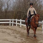 Arabisk fuldblod (OX) Ka Felina ox