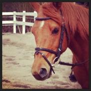 Arabisk fuldblod (OX) Ka Felina ox