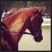 Arabisk fuldblod (OX) Ka Felina ox