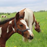 Pinto Kilgast's Bacardi