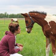 Pinto Kilgast's Bacardi