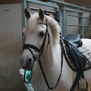 Hollandsk Sportspony Silver Shadow A-pony